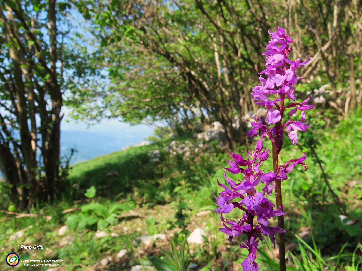 13 Fiorita l'Orchis mascula (Orchidea maschio) .JPG